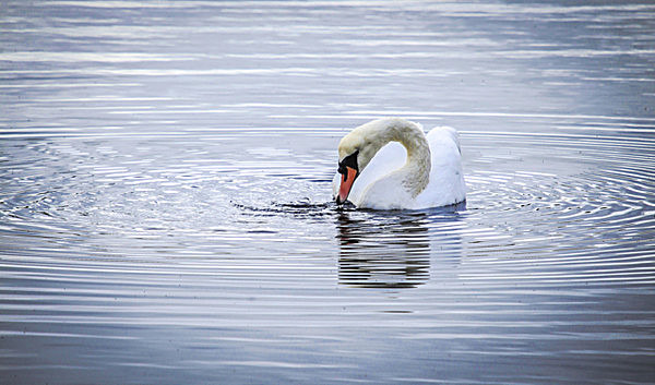 SWAN 2 LOCH ETIVESCOTLAND 2- - SCOTLAND  WESTERN ISLES, SEPT 2013