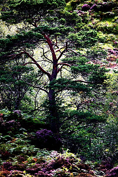 20100827_0216_2 - SCOTLAND 2010