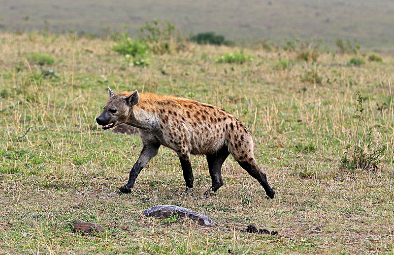  - MASAI MARA, KENYA  OCT 2014