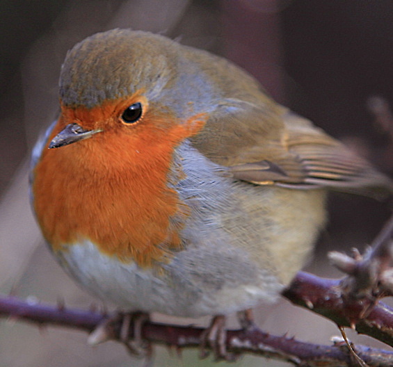 ROBIN in Tryptic CS3 - YORK AGAINST CANCER CHRISTMAS CARD CHOICE 2010
