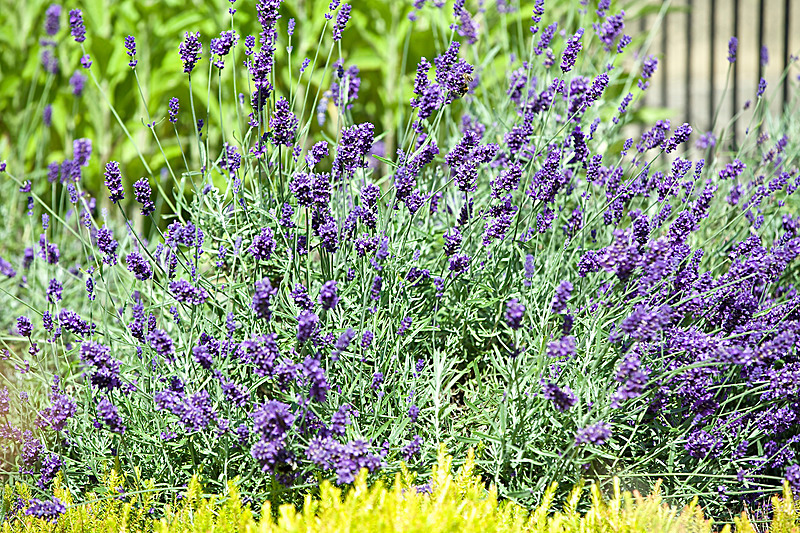 JULY 2014  -8 - FOUR SEASONS MUSEUM GARDENS