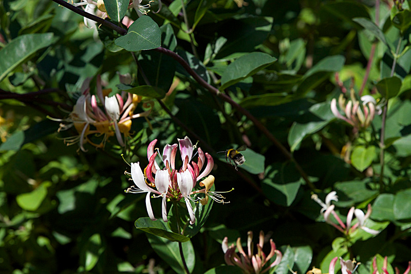 JUNE 2015 -11 - FOUR SEASONS MUSEUM GARDENS