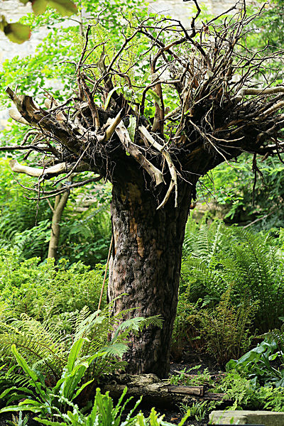 IMGL5653_2 - MUSEUM GARDENS