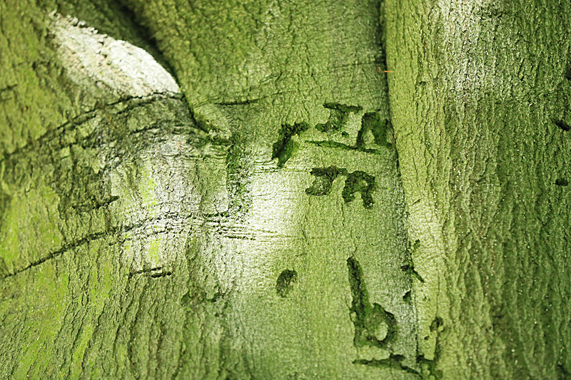 JULY 2014  - FOUR SEASONS MUSEUM GARDENS
