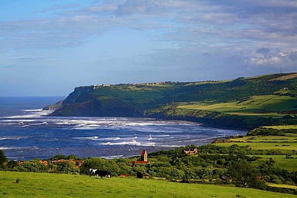 CS221  COWS, ROBIN HOOD'S BAY - BLAKE GALLERY EXHIBITION Fri 20th Feb - Sat 7th March 2009