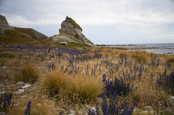 KAIKURA BEACH - NEW ZEALAND