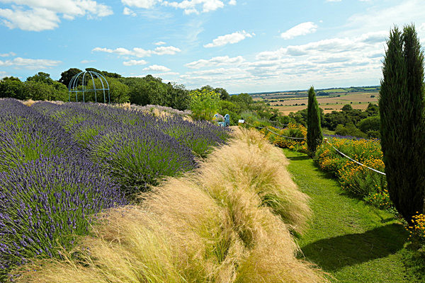 IMGL7962 - Version 2 - LAVENDER FARM  TERRINGTON  YORK