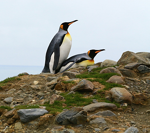  - ANTARCTICA NOV 2014