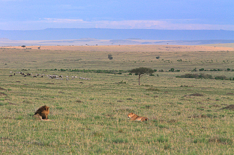  - MASAI MARA, KENYA  OCT 2014