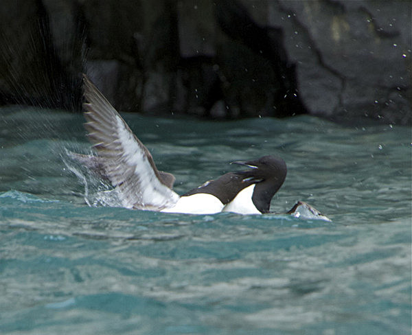 IMG_8095_2 - SVALBARD 2013