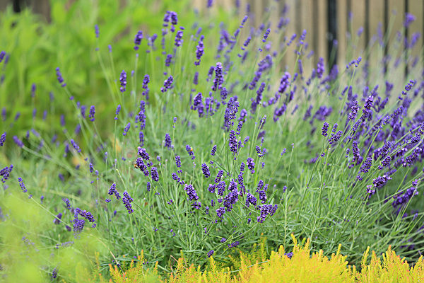 IMGL5641 - MUSEUM GARDENS