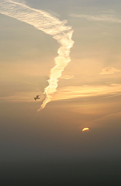 Bird at Sunrise - MORNING ON YORK RACECOURSE