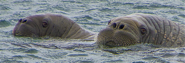 IMG_8169Walrus 2 copy - SVALBARD 2013