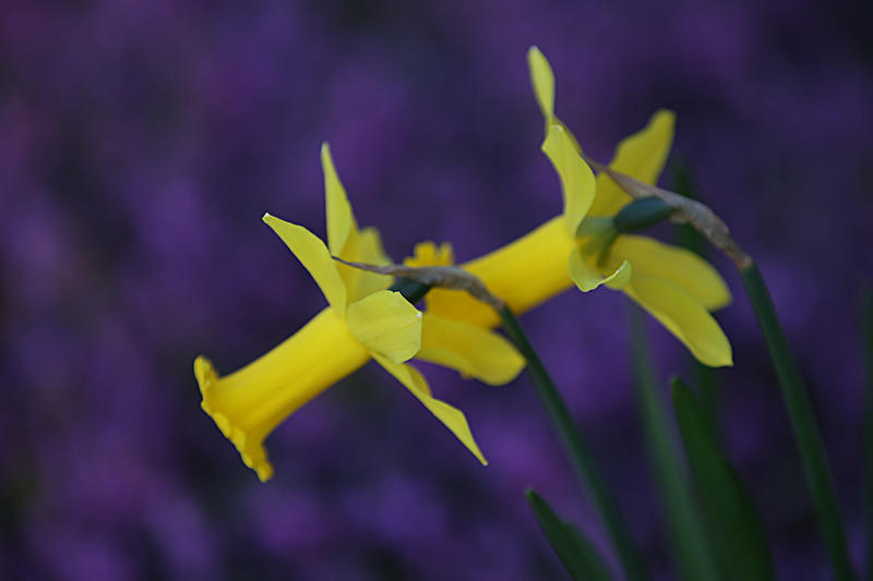 MARCH 2015  - FOUR SEASONS MUSEUM GARDENS