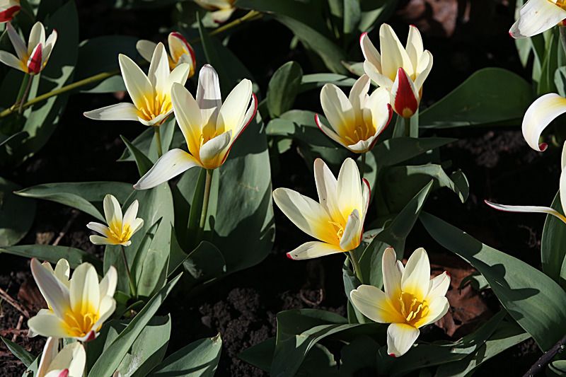MARCH 2015 -2 - FOUR SEASONS MUSEUM GARDENS