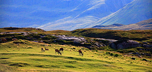 IMG_7512_2 - SCOTLAND 2010