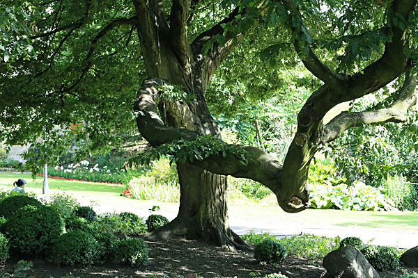 IMGL6086 - MUSEUM GARDENS