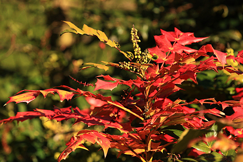 DECEMBER 2014-2 - FOUR SEASONS MUSEUM GARDENS