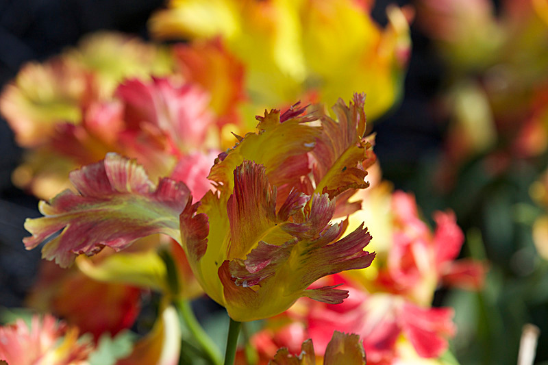 MAY 2015-22 - FOUR SEASONS MUSEUM GARDENS