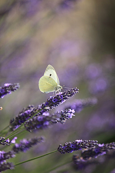 IMG_8757 - LAVENDER FARM  TERRINGTON  YORK