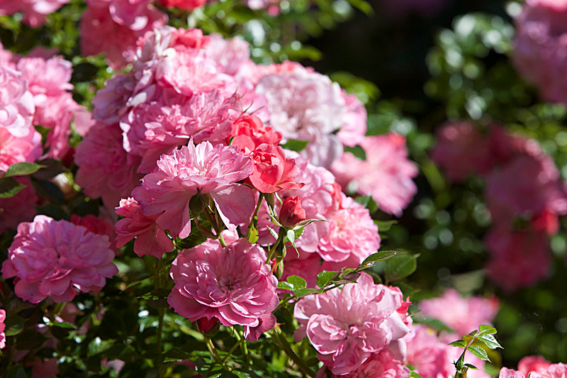 JUNE 2015-32 - FOUR SEASONS MUSEUM GARDENS