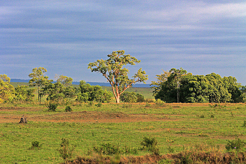  - MASAI MARA, KENYA  OCT 2014