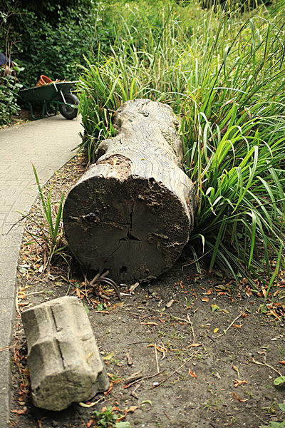 IMG_7580_2 - MUSEUM GARDENS