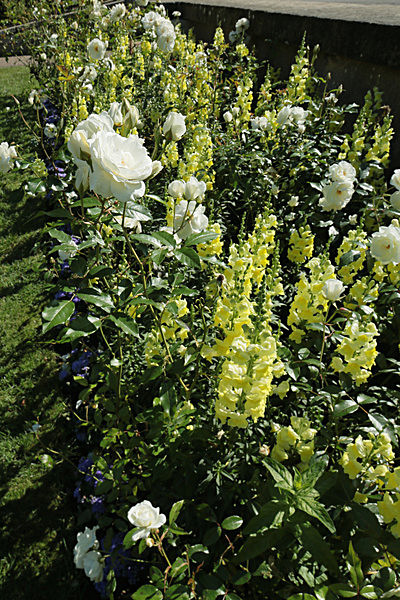 IMGL7779_2 - MUSEUM GARDENS