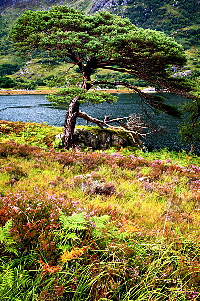 20100827_0226_2 - SCOTLAND 2010