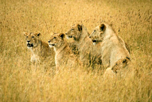 1  Pride of Lions - ANIMALS