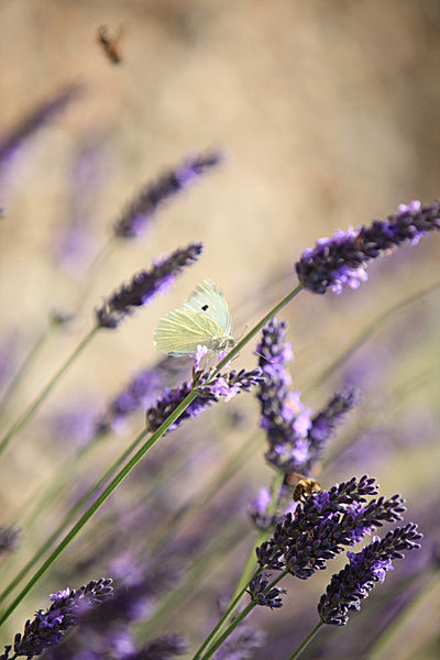 IMG_8755 - LAVENDER FARM  TERRINGTON  YORK