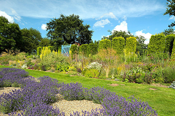 IMGL8000 - Version 2 - LAVENDER FARM  TERRINGTON  YORK