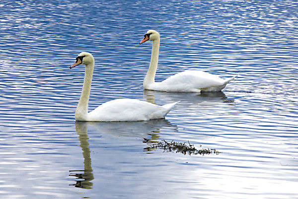 SWANS 3 LOCH ETIVE  SCOTLAND-5204 - SCOTLAND  WESTERN ISLES, SEPT 2013