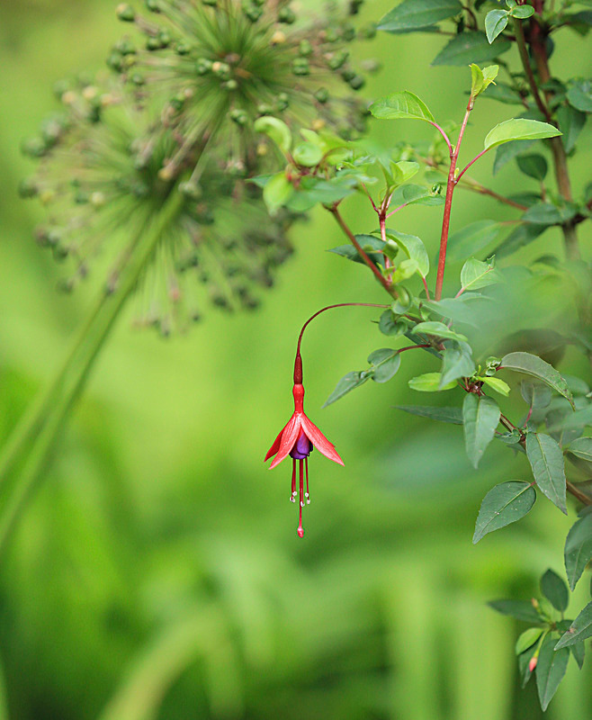 JUNE 2014-5 - FOUR SEASONS MUSEUM GARDENS