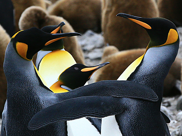  - ANTARCTICA NOV 2014