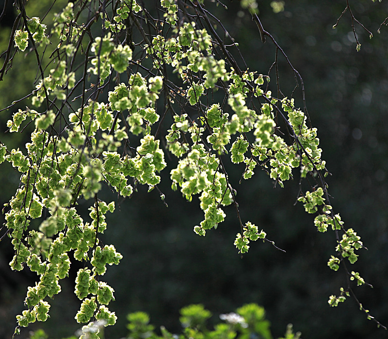 MAY 2015-10 - FOUR SEASONS MUSEUM GARDENS
