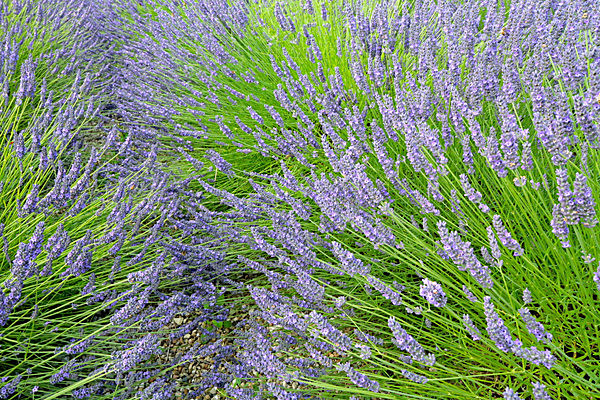 IMGL7986 - Version 2 - LAVENDER FARM  TERRINGTON  YORK