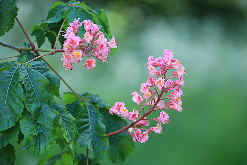 JUNE 2015-3 - FOUR SEASONS MUSEUM GARDENS