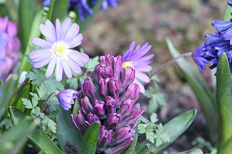 MARCH 2015-15 - FOUR SEASONS MUSEUM GARDENS