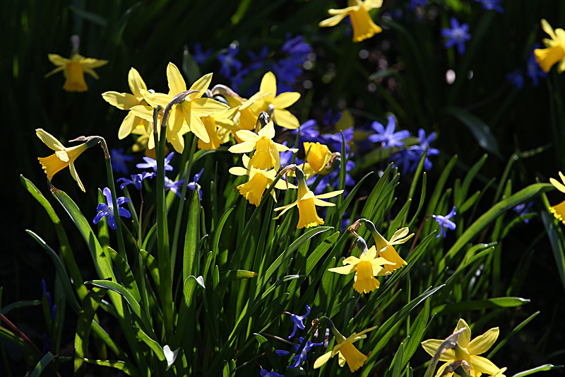 MARCH 2015  -5 - FOUR SEASONS MUSEUM GARDENS