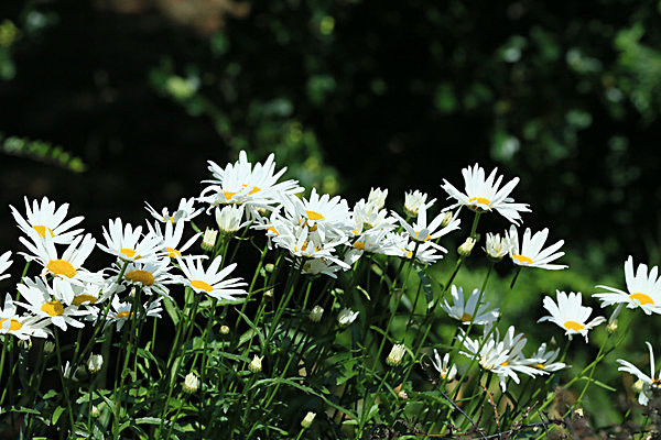 IMGL5995 - MUSEUM GARDENS