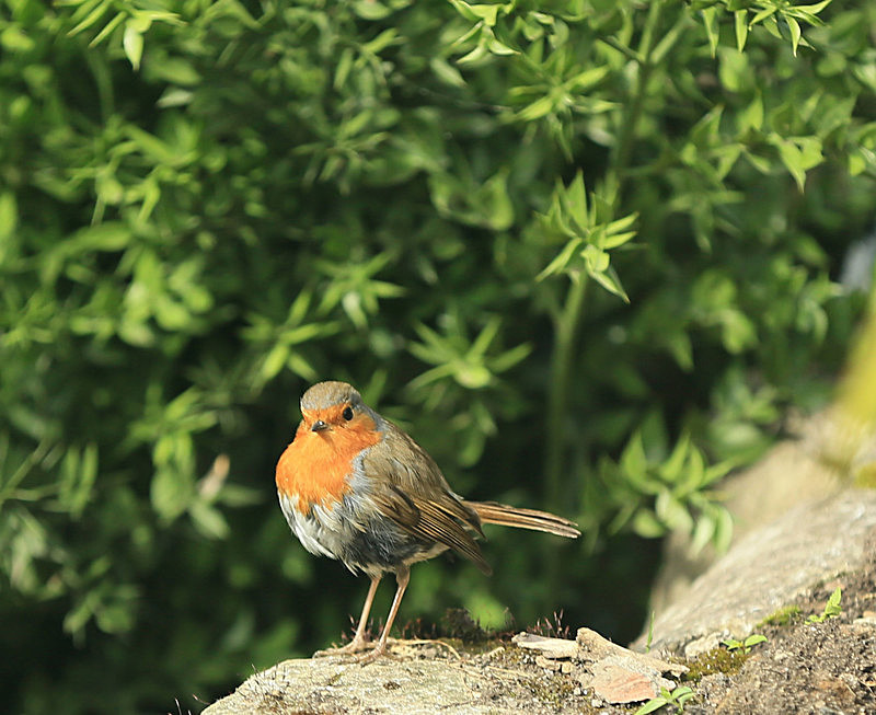 JUNE 2014-5 - FOUR SEASONS MUSEUM GARDENS