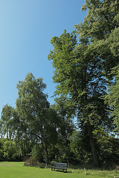 IMGL7772_2 - MUSEUM GARDENS
