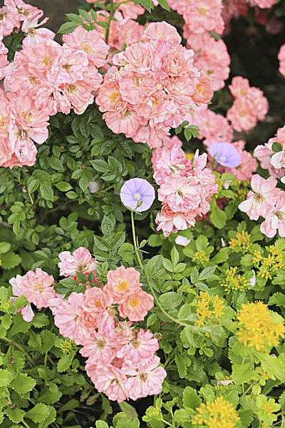 IMGL5537_2 - MUSEUM GARDENS