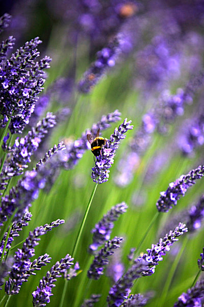 IMG_8752 - Version 2 - LAVENDER FARM  TERRINGTON  YORK
