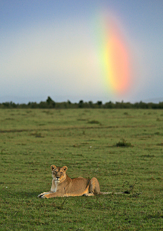  - MASAI MARA, KENYA  OCT 2014