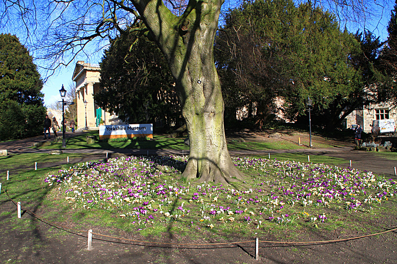 MARCH 2015   - FOUR SEASONS MUSEUM GARDENS