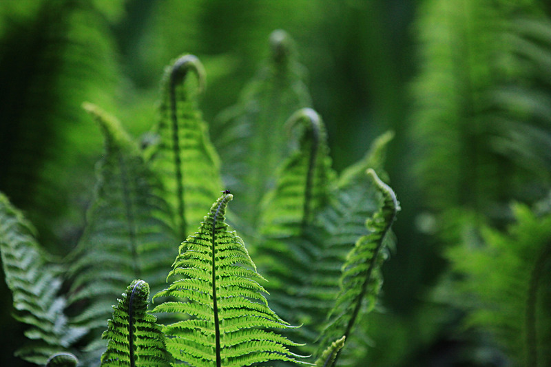 MAY 2015-15 - FOUR SEASONS MUSEUM GARDENS