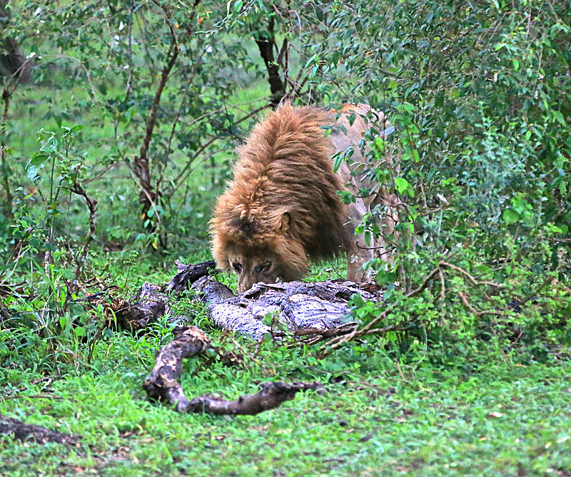  - MASAI MARA, KENYA  OCT 2014