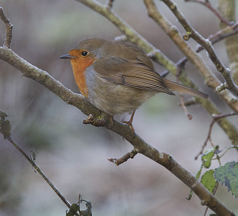 101_4705 - ROBIN REDBREAST  - PORTFOLIO 2015